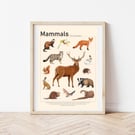 Mammals of the UK Illustrated Scientific Art Print