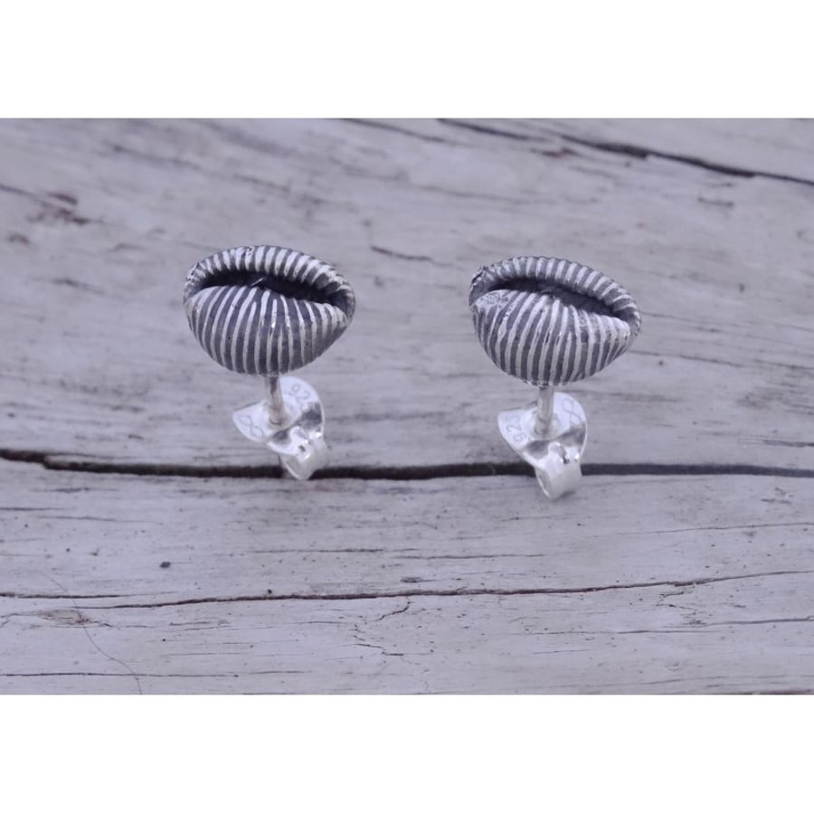 Cowrie Shell Grotie Buckie Ear studs