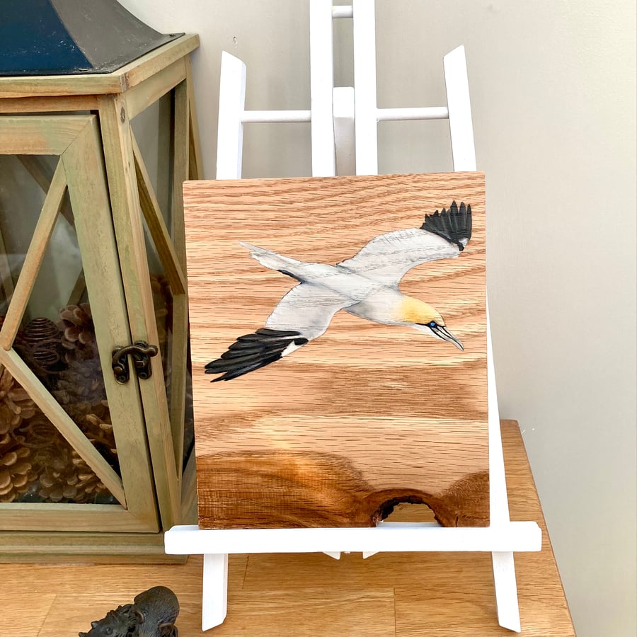 Gannet acrylic painting on oak
