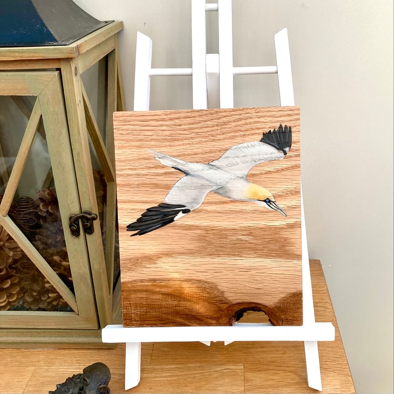 Gannet acrylic painting on oak