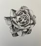 Flower from a garden - Image 1