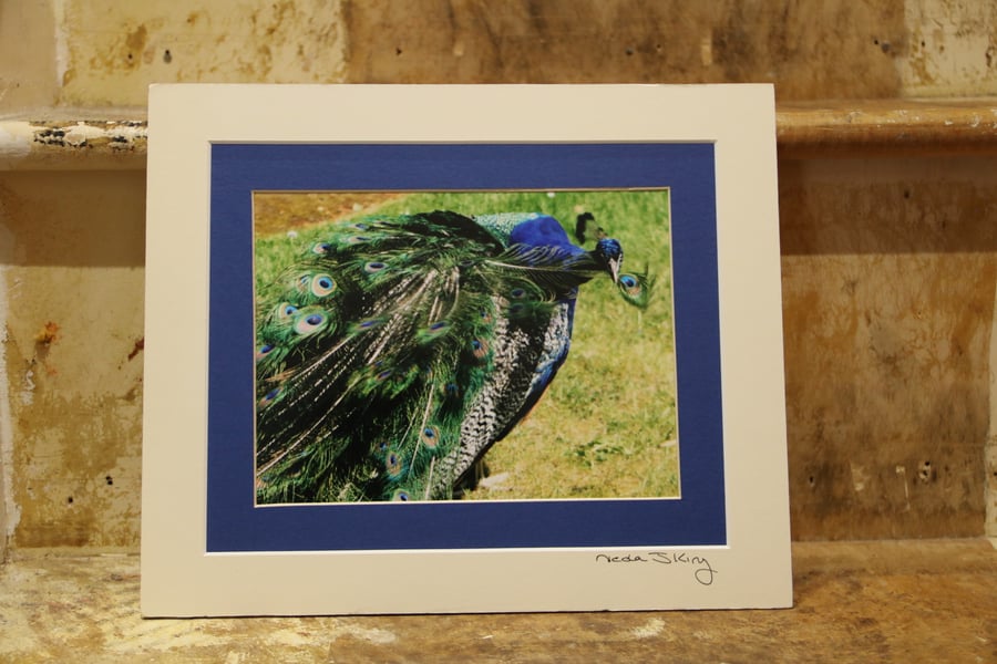 Grooming Peacock, mounted colour photograph, 10"x12" mount (double mounted)