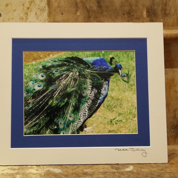 Grooming Peacock, mounted colour photograph, 10"x12" mount (double mounted)