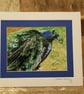Grooming Peacock, mounted colour photograph, 10"x12" mount (double mounted) - Image 1