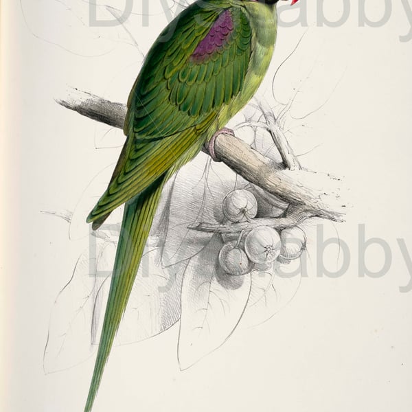 Waterslide Wood Furniture Decal Vintage Image Transfer Shabby Chic Green Parrot