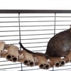 Totally Degu Rope Bridge – One pack