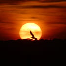 Chasing the Sun A4 Photograph