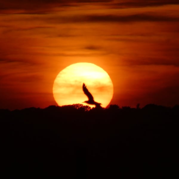 Chasing the Sun A4 Photograph