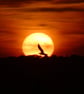 Chasing the Sun A4 Photograph - Image 1