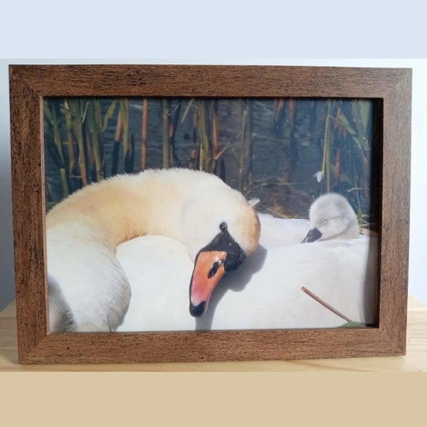 Dozy cygnet