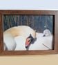Dozy cygnet