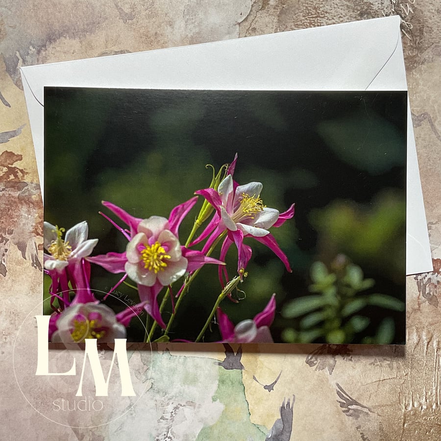 Aquilegia