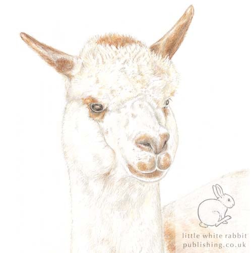 Matthew the Alpaca - Blank Card