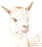Matthew the Alpaca - Blank Card - Image 1