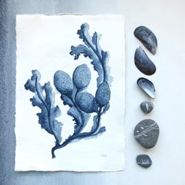 Original seaweed watercolour illustration art coastal shell collection painting