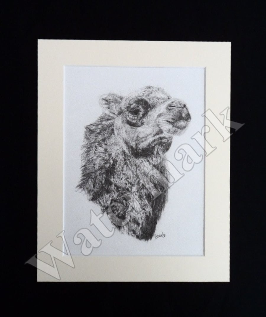 Camel head pencil drawing print