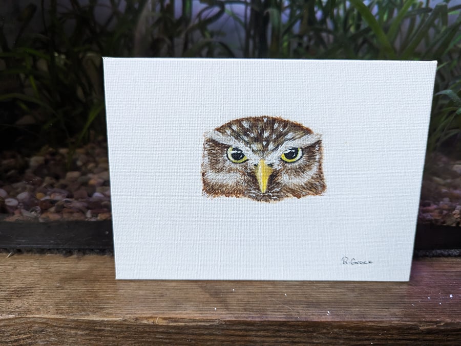 Little Owl Portrait Painting 