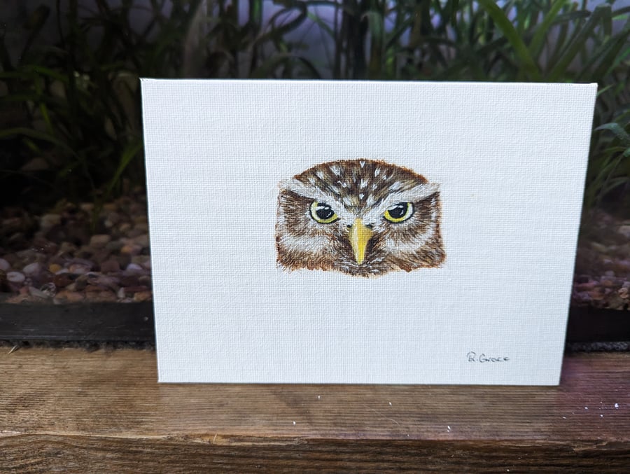 Little Owl Acrylic Portrait Painting 