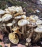 Forage  - Image 5