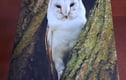 BIRD OF PREY
