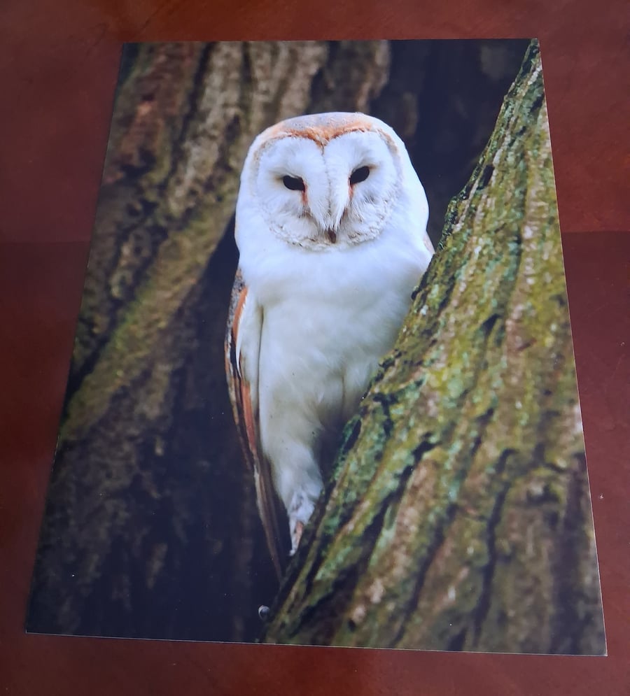 BARN OWL PHOTOGRAPH 16x12