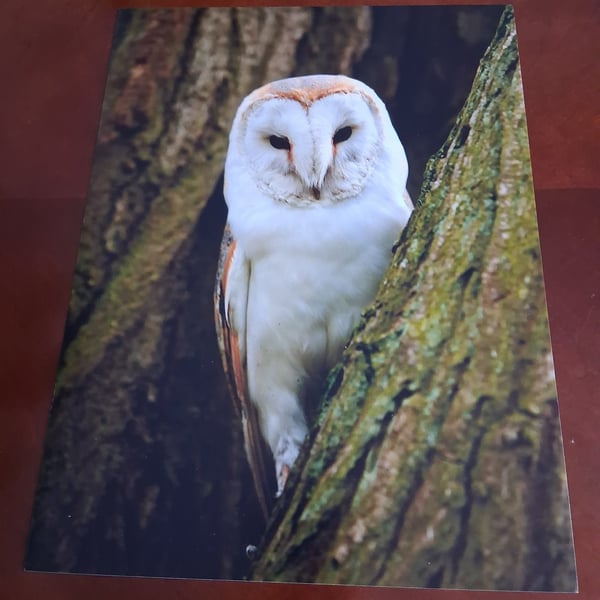 BARN OWL PHOTOGRAPH 16x12