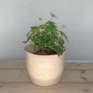 Stoneware bulb indoor outdoor planter