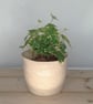Stoneware bulb indoor outdoor planter