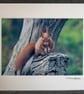 Original Hand-Signed Limited Edition Photos of Red Squirrels - Image 2