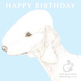 Roxy the Bedlington Terrier on Blue - Birthday Card