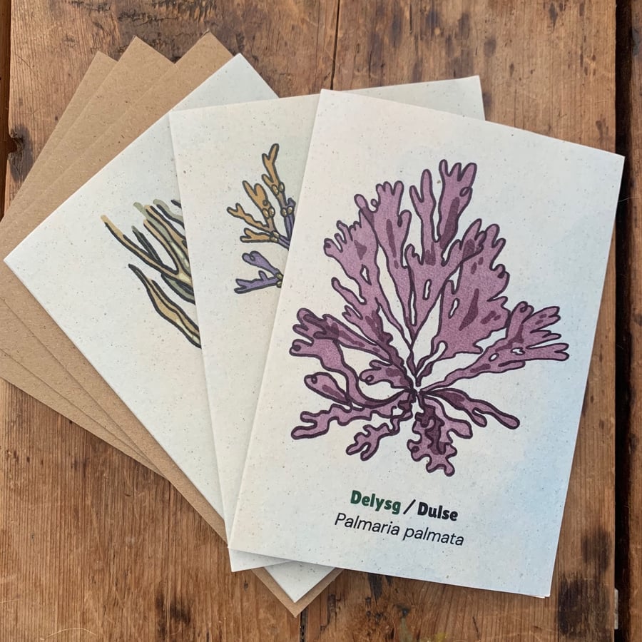 3 X Seaweed Greeting Cards - 1 Dulse, 1 Sea Spaghetti, 1 Bladderwrack