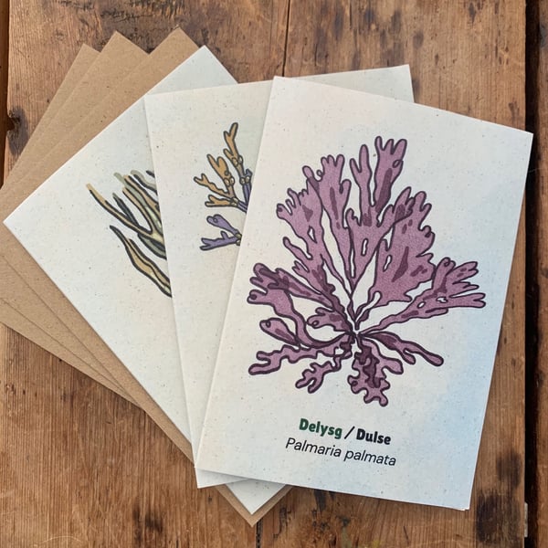 3 X Seaweed Greeting Cards - 1 Dulse, 1 Sea Spaghetti, 1 Bladderwrack