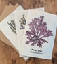 3 X Seaweed Greeting Cards - 1 Dulse, 1 Sea Spaghetti, 1 Bladderwrack - Image 1