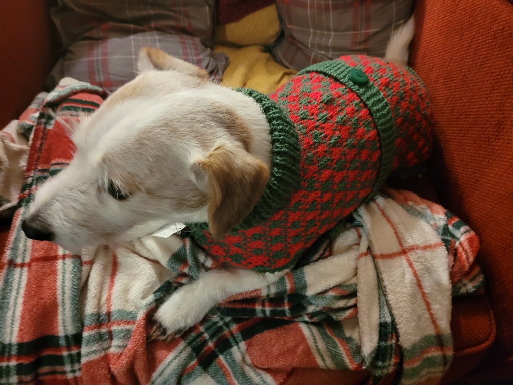 Christmas dog coat 