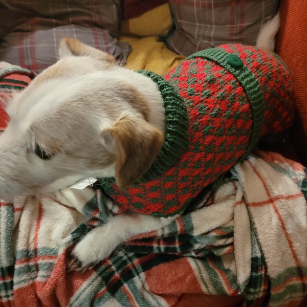 Christmas dog coat 
