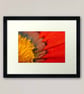 Orange Gazania African Daisies Summer Flower Photograph Print - Image 3