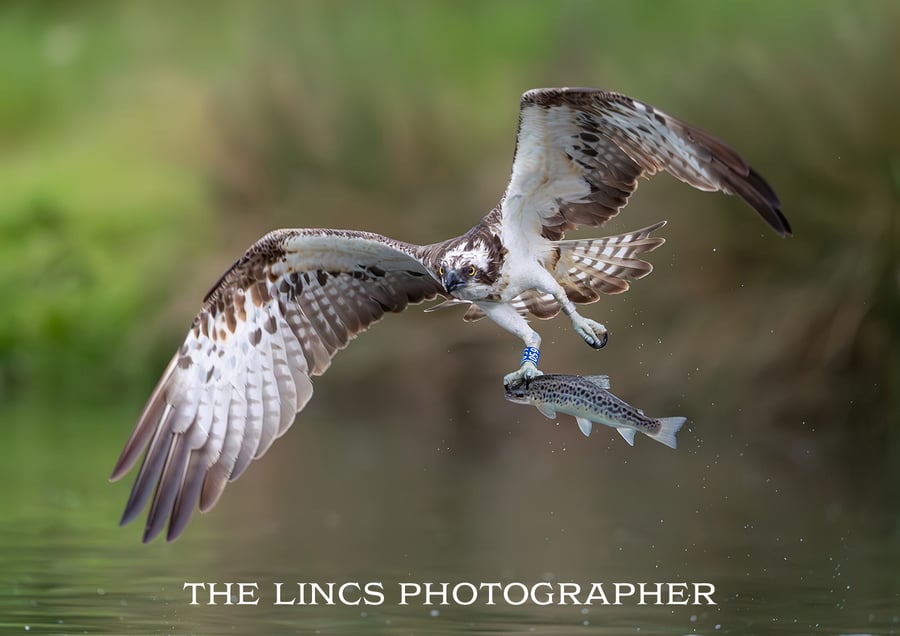 Osprey with trout print (limited edition of 10)