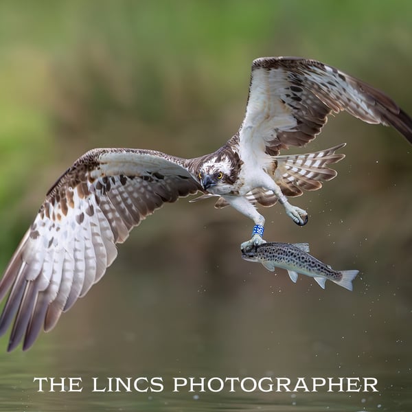 Osprey with trout print (limited edition of 10)