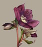 Hellebore Blank Greeting Card - Image 3