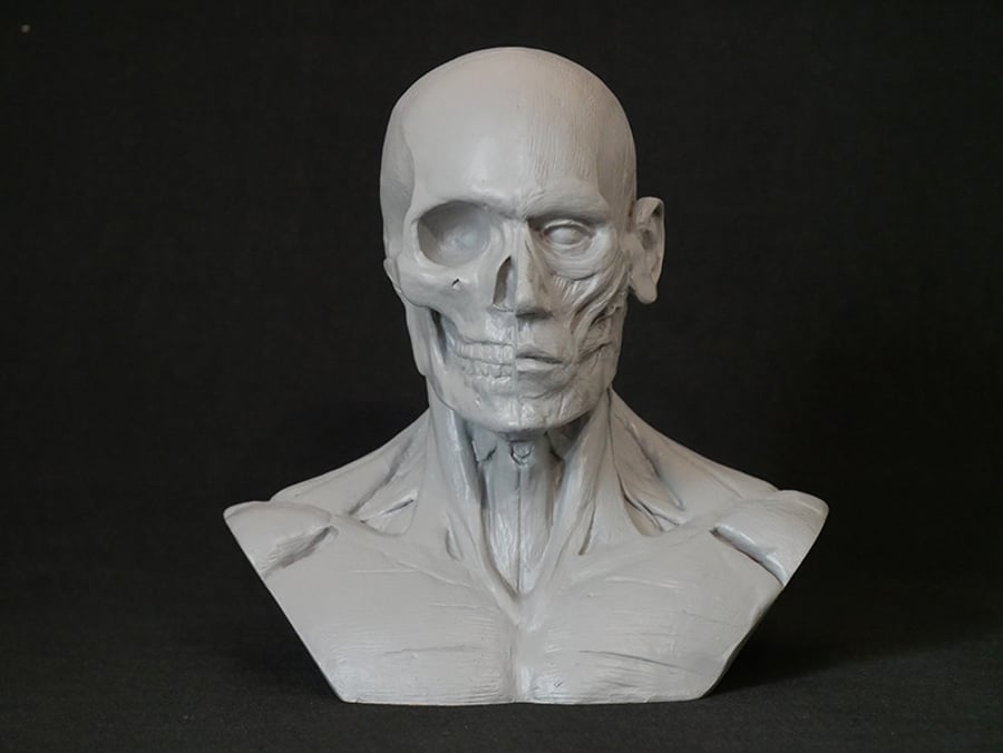 Anatomy sculpture male study display bust skull head muscle bone medical human