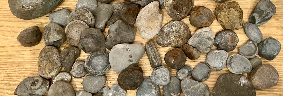 WhitbyFossilGifts
