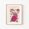 Chrysanthemum, November Birth Flower, Language of Flowers Illustration Print