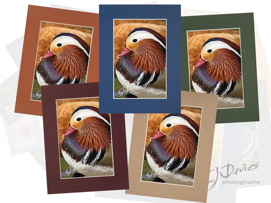 CJ050 - Mandarin Duck