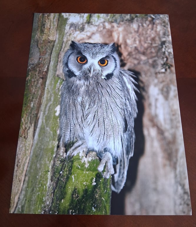 WHITE FACED OWL PHOTOGRAPH 16x12