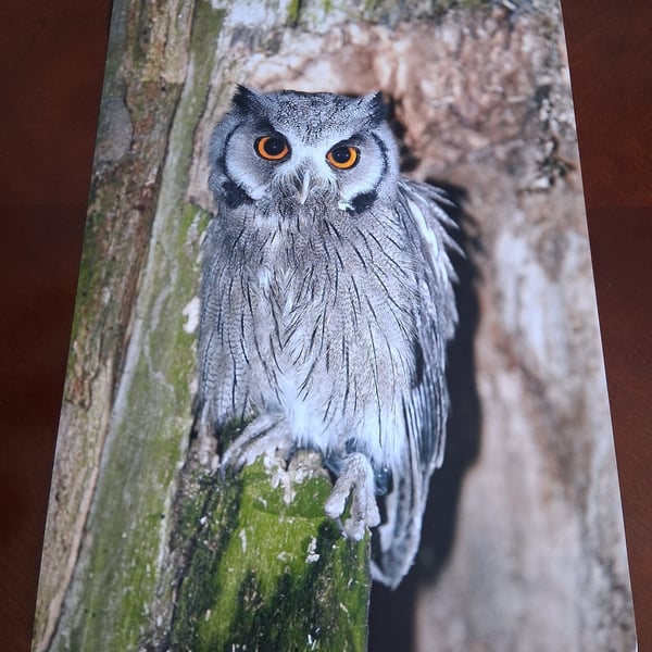 WHITE FACED OWL PHOTOGRAPH 16x12