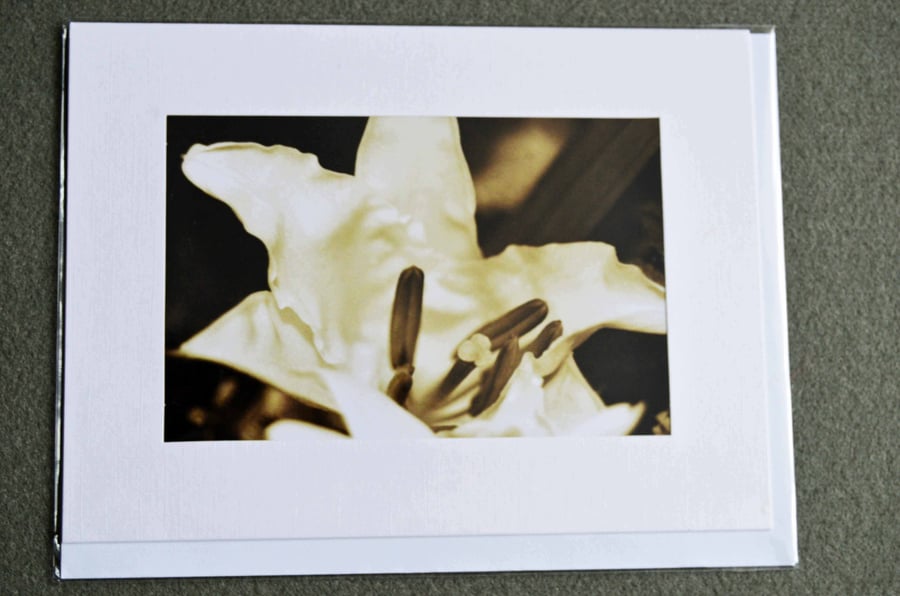 medium greetings cards - floral photographic