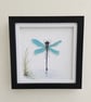 Sea Glass Dragonfly Picture - Coastal Wall Art - Handmade Dragonfly Art