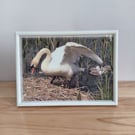 Swan on nest with cygnets in the background