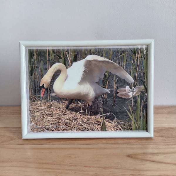 Swan on nest with cygnets in the background