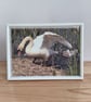 Swan on nest with cygnets in the background